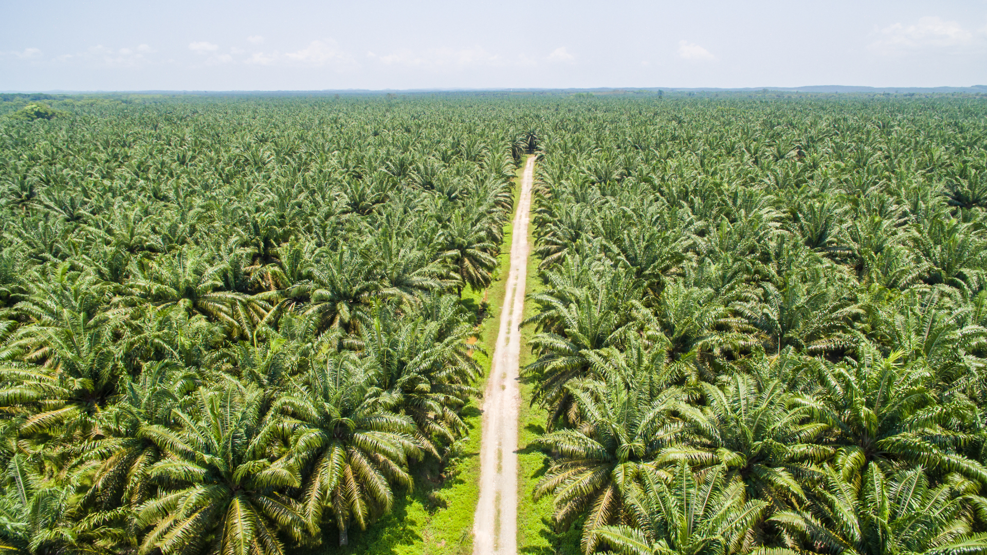 Palm Oil Sector Strategy Amidst Price Decline Towards 2026