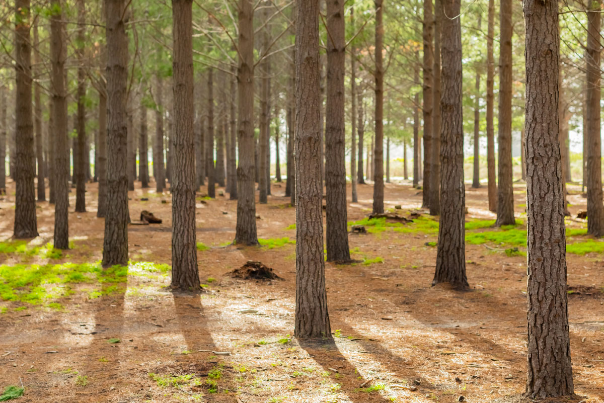 Indonesia's Forest Industry: A Green Giant in the Global Market